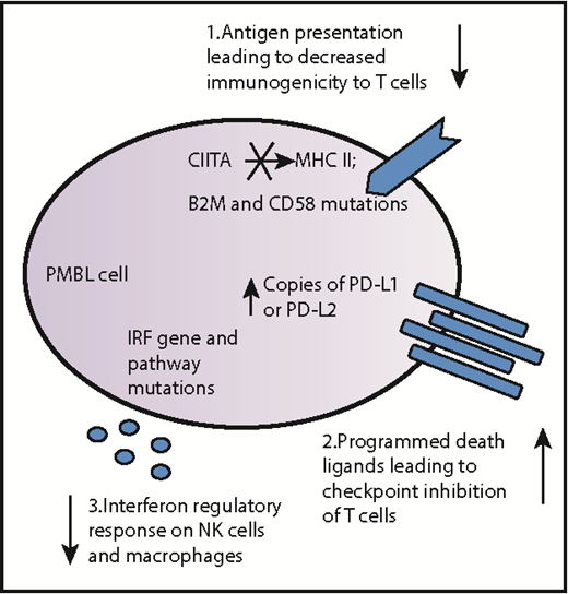 Schematic diagram summarizing immune escape mechanisms of PMBL. PMBL tumors can harbor multiple genetic alterations, including mutations, indels, and copy number alterations, which enable them to evade tumor immunosurveillance. These general approaches to immune evasion firstly include alterations in antigen presentation such as rearrangements, indels, and mutations of the CIITA gene, which encodes the master transactivator of the major histocompatibility complex (MHC) class II molecules; mutations in the gene encoding the invariant chain CD58, also known as the lymphocyte adhesion molecule LFA-3, that in the wild-type state, strengthens the adhesion between the antigen-presenting cell (in this case, the PMBL cell) and reactive T cells; and mutations in the gene encoding β-2 microglobulin (B2M), which in the wild-type state, normally stabilizes the MHC class I molecules to activate CD8+ T cells. Secondly, T-cell activation is affected by amplification of the genes encoding programmed death-ligand 1 (PD-L1) and PD-L2, which bind the inhibitory checkpoint molecule programmed cell death protein 1 (PD-1) on antigen-specific T cells. Thirdly, natural killer (NK) cells and macrophages are affected by mutations in the interferon regulatory response cytokines and downstream genes which, in the wild-type state, upregulate antigen presentation via MHC.