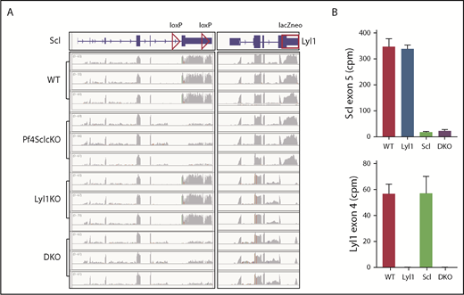 Figure 1. Scl and Lyl expression in cultured megakaryocytes. (A) Integrative genomics viewer visualization of Scl and Lyl1 messenger RNA (mRNA) in WT, Pf4Sclc-KO, Lyl1-KO, and DKO megakaryocytes. (B) Mean ± standard error of the mean (SEM). Counts per million (cpm) reads for the targeted exons of Scl and Lyl1 (n = 3 per genotype).