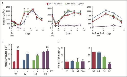 Figure 3. Platelet production in single-KO and DKO mice. (A) Platelet count in response to 5-FU, anti-platelet serum (APS), or TPO (n = 3 per genotype). Baseline platelet count (day 0) was performed just before drug administration. (B) Mean ± SEM number of bone marrow megakaryocytes in mice treated with or without TPO for 5 days (n = 3 per genotype). Student t test compared with untreated mice of the same genotype. (C) Proplatelet production from in vitro cultured megakaryocytes obtained from untreated (left panel) and TPO-treated mice (right panel). Results analyzed using two-way ANOVA with Tukey’s correction. Megs, megakaryocyte; NS. not significant. **P < .001; ***P < .0001 compared with WT mice.