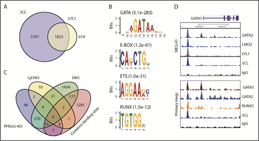 Figure 7. Integration of ChIP and expression analyses. (A) Venn diagram showing numbers of common and unique binding peaks for SCL and LYL1 in the human megakaryocyte cell line MEG-01. (B) De novo motif discovery at common SCL/LYL1 binding sites in MEG-01 cells identifies significant enrichment for GATA, E-BOX, and ETS motifs and RUNX. (C) Venn diagram showing overlap of downregulated genes for Pf4Sclc-KO, Lyl1-KO, and DKO cells with mouse homologs of the common SCL/LYL1-binding sites identified in MEG-01 cells. (D) Read peak plot for ChIP-seq reads in MEG-01 cells and primary human megakaryocytes (GSE24674) displayed in the University of California Santa Cruz genome browser shows overlapping binding of SCL and LYL1 near the GATA1 gene.