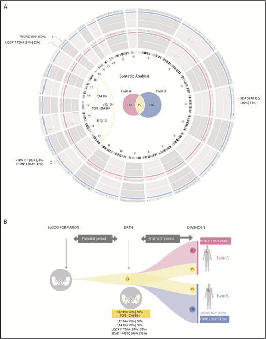 Figure 1. Mutational landscape and natural history reconstruction of BCP-ALL monozygotic twins. (A) Circos plot (http://circos.ca/) representing the total number of mutations identified at diagnosis for each twin. Twin A is shown in pink (inner ring). Twin B is shown in blue (outer ring). Chromosome ideograms are indicated inside the graph. Copy-number alterations are represented as lines within the gray rings. Venn diagrams inside the graph show the total number of exclusive (pink, twin A; blue, twin B) and shared (yellow) somatic mutations. Coding mutations are annotated outside the graph according to genomic gene location. Substitution mutant allele frequency is shown in brackets. Genomic chromosomal rearrangements are represented with yellow lines connecting chromosomal breakpoints. (B) Graphical reconstruction of the number of mutations accumulated during tumor history. Approximately one-third of the somatic mutations (shown in yellow), including the translocation responsible for the expression of the TCF3-ZNF384 fusion gene, occurred before birth, when both twins shared the same circulatory system. Coding mutations are indicated. Leukemia in both twins evolved independently after birth, with twin-specific postnatal mutations.