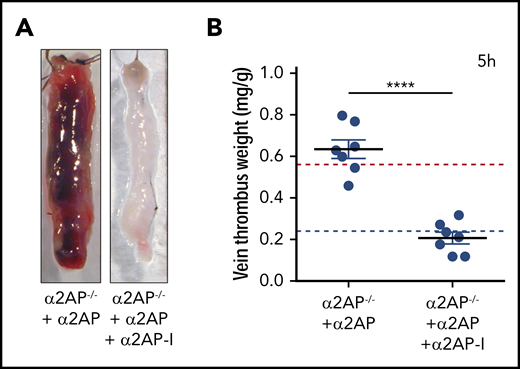 Effects of α2AP supplementation/inhibition. (A) Representative images of IVC thrombus formation in α2AP−/− mice after 5 hours’ ligation after administration of α2AP or α2AP + α2AP-inactivating antibody (α2AP-I) as labeled. (B) Vein thrombus weight in these groups in milligram/gram of body weight as labeled. Each symbol represents a single experiment, N = 14. The horizontal red and blue lines in the graph show, for reference, the mean thrombus weight in α2AP+/+ and α2AP−/− mice, respectively. ****P < .0001; one-way ANOVA (among 4 groups).