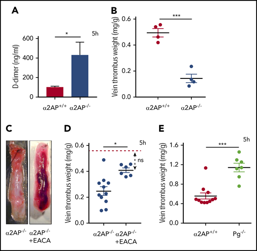Effects of α2AP on fibrinolysis. (A) Plasma D-dimer levels in α2AP+/+ and α2AP−/− mice after 5 hours of IVC ligation. The mice were supplemented with 10 mg/kg human fibrinogen. *P < .05 (Student t test). (B) Vein thrombus weight milligram/gram of body weight in α2AP+/+ and α2AP−/− mice after 5 hours’ IVC ligation used for D-dimer measurements ***P < .001 (Student t test). (C) Representative images of IVC thrombus formation in EACA-treated α2AP−/− mice 5 hours after ligation as labeled. (D) Vein thrombus weight (milligram/gram of body weight) in α2AP−/− mice with or without EACA treatment. The horizontal red line in the graph shows the mean vein thrombus weight in α2AP+/+ mice for reference. *P < .05, one-way ANOVA (among 3 groups). (E) Vein thrombus weight (milligram/gram of body weight) in Pg−/− mice in comparison with α2AP+/+ mice. (N = 21) ***P < .001, Mann-Whitney test.