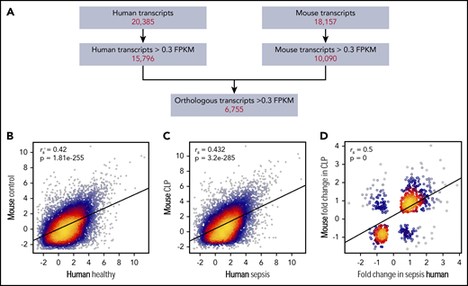 Alterations in the human platelet transcriptome during clinical sepsis are similar in murine platelets during experimental sepsis. (A) Filtering strategy for identifying orthologous and correlative human and mouse platelet transcriptome changes identified by RNA-seq. Of all transcripts identified by RNA-seq in human or murine platelets, we first restricted the analyses to transcripts with >0.3 FPKM. We next retained only those transcripts orthologous between the 2 species (n = 6755). (B) Correlation plot of the expression of conserved platelet transcripts in untreated control mice (n = 4) and healthy human donors (n = 5). (C) Correlation plot of the expression of conserved platelet transcripts in CLP-treated mice (n = 3, pooled platelets) and septic patients (n = 5). (D) Correlation plot of the change in expression (fold-change) of orthologous, significantly (P < .05) differentially expressed transcripts in both mouse and human platelets under septic conditions.