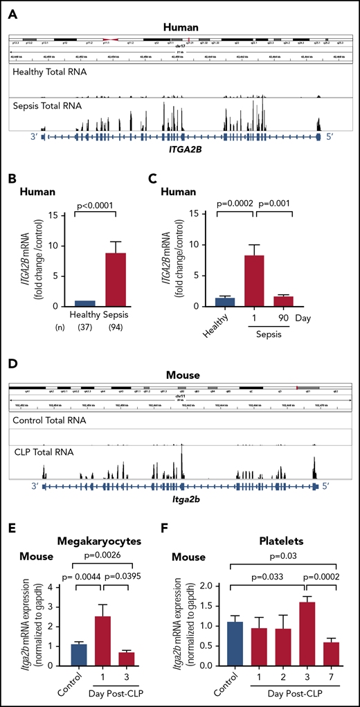 ITGA2B is upregulated in human and murine platelets during clinical and experimental sepsis. (A) Integrated Genomics Viewer (IGV) image showing the expression of ITGA2B exonal reads in purified platelets from a healthy donor (top) vs a septic patient (bottom). The thicker bars on the bottom represent coding regions of ITGA2B with 5′ and 3′ ends indicated. The y-axis represents the expression of ITGA2B, with higher peaks indicating increased mRNA expression. Images representative of n = 5 subjects per group. (B) qRT-PCR of ITGA2B expression in platelets from septic patients (n = 94) assessed upon ICU admission (study day 1) and matched healthy donors (n = 37). Data show the fold change of ITGA2B expression in septic patients vs healthy donors. (C) Serial qRT-PCR measurements of ITGA2B in platelets from an independent cohort of septic patients assessed upon admission to the ICU (day 1, septic n = 19) and again in the same patients ∼90 days following hospital discharge (day 90, n = 19). For comparison, ITGA2B expression was also measured in an independent cohort of matched healthy donors (Healthy, n = 10). (D) IGV image showing Itga2b exonal reads in platelets from untreated control mice (top) and mice subject to CLP (bottom). The thicker bars on the bottom represent coding regions of Itga2b with 5′ and 3′ ends indicated. The y-axis represents the expression of Itga2b, with higher peaks indicating increased RNA expression. Images are representative of CLP (n = 3 biological replicates) and control (n = 4 biological replicates). (E) Serial measurements by qRT-PCR of Itga2b in primary bone marrow–derived megakaryocytes from control or CLP mice on days 1 and 3 (n = 4-13/ group). (F) Serial measurements by qRT-PCR of Itga2b in isolated platelets from untreated (control) or post-CLP mice on days 1, 2, 3, and 7. Day 7 post-CLP was considered a recovery time point (n = 6-10/group).