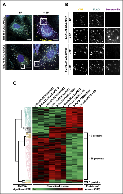 Rab3b- and Rab27a-APEX2 fusion proteins localize to WPB and biotinylate proteins in close proximity. (A-B) HUVEC were transfected with either Rab3b-FLAG-APEX2 or Rab27a-FLAG-APEX2 constructs. APEX2 fusion proteins were stained by anti-FLAG antibodies (cyan), VWF used as a WPB marker was visualized by anti-VWF antibodies (yellow), and biotinylated proteins were labeled by AF647-streptavidin (magenta). Images on the left side show a merge of the whole cell (A), whereas images on the right show the boxed areas at higher magnification (B). Both Rab3b- and Rab27a-FLAG-APEX2 localize to WPB, and no streptavidin signal is visible in cells before BP/hydrogen peroxide treatment (−BP). After treatment with BP and hydrogen peroxide (+BP), cells show a notably enhanced streptavidin signal that is concentrated in the proximity of WPB. Nuclei are shown in dark blue. Scale bars, 10 µm. (C) Streptavidin pulldowns from lysates of BP/H2O2-treated HUVEC expressing Rab27a-FLAG-APEX2, Rab3b-FLAG-APEX2, or FLAG-APEX2-NES, respectively, were carried out in triplicates, and proteins enriched were identified by tandem MS. Proteins that were present in all 3 replicates (a, b, c) of at least 1 sample group (Rab27a-FLAG-APEX2, Rab3b-FLAG-APEX2, or FLAG-APEX2-NES) were included in the calculation of relative protein enrichment by ANOVA. Because of the very low yield of biotinylated proteins from the nontransfected cells, this sample group was not included. Proteins with P < .02 were considered significantly enriched, leading to the identification of 288 proteins that were clustered into different groups according to their similar enrichment pattern in the different samples. This pattern is visualized by showing high relative enrichment in red and reduced amounts of protein in green. A total of 183 proteins were identified as highly enriched in the WPB-associated samples compared with cytosolic proteins biotinylated by FLAG-APEX2-NES: 19 proteins enriched only in pulldowns from Rab3b-FLAG-APEX2 expressing cells, 6 proteins enriched only in pulldowns from Rab27a-FLAG-APEX2 expressing cells, and a large cluster of 158 proteins enriched in pulldowns from both Rab27a- and Rab3b-FLAG-APEX2 expressing cells (supplemental Tables 1-3).