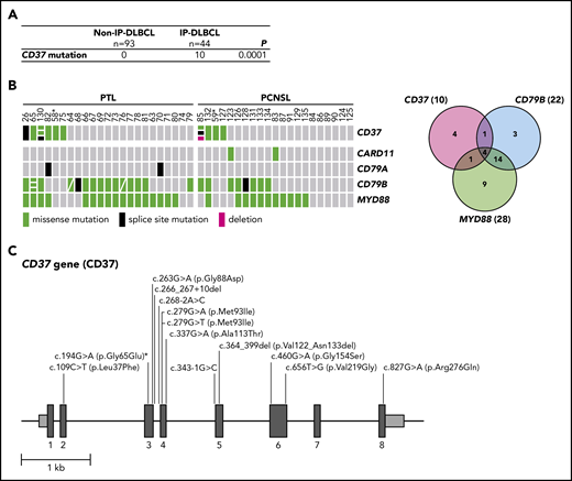 High frequency of mutated CD37 in IP-DLBCL. (A) Frequency of CD37 mutations in non-IP-DLBCL vs IP-DLBCL. The total number of lymphoma cases for each group is indicated. Numbers in the CD37 mutation row indicate the number of lymphoma cases carrying ≥1 CD37 mutation. P values were obtained using the Fisher’s exact test. (B) OncoPrint (left) and Venn diagram (right) show the frequencies of CD37, CARD11, CD79A, CD79B, and MYD88 mutations in all IP-DLBCL cases studied (23 PTL and 21 PCSNL). Columns show individual tumors. Asterisk indicates samples from the same patient containing the CD37 germline mutation. Genetic details per mutation can be found in supplemental Table 2. Green, missense mutation; black, splice-site mutation; magenta, deletion; gray, no mutation. (C) Schematic representation of mutations detected in the CD37 gene. Dark gray boxes represent the coding sequence of CD37, light gray boxes are the noncoding sequence before exon 1 (begin) and after exon 8 (end), and black lines represent introns. Asterisk indicates the CD37 germline mutation.
