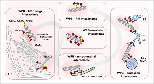 Proximity ligation identifies the WPB interactome. Newly formed WPBs acquire the Rab3b-APEX2 or Rab27a-APEX2 fusion proteins which, upon addition of biotin, generate an active zone of biotinylation around the organelle, randomly labeling proteins that are associated with the granule or that are in its immediate vicinity. As the WPB makes its way through the cell it encounters (and interacts with) various subcellular organelles and intracellular membranes, a path that is illuminated through the identification of sets of proteins that are found on the endoplasmic reticulum (ER), Golgi, mitochondria, and endosomal compartments such as the late endosomes or multivesicular bodies (LE/MVB), recycling endosomes (RE), and early endosomes (EE). PM, plasma membrane.