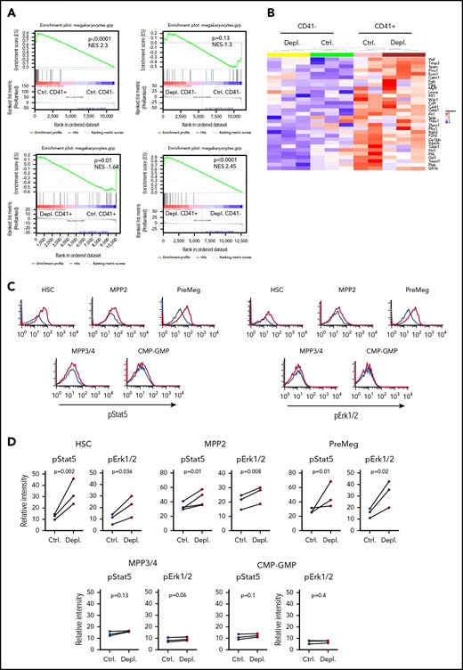 Gene expression and signaling pathways analysis in HSPCs after platelet depletion. (A) GSEA of upregulated genes in CD41+ and CD41− HSCs, with or without platelet depletion. (B) Heat map depicting Mk-specific genes in CD41+ and CD41− HSCs, with or without platelet depletion. (C) Representative graphs showing pStat5 and pErk1/2 levels in HSCs, MPP2, PreMegs, MPP3/4, and common myeloid progenitor–granulocyte macrophage progenitor (CMP-GMP) cells at 2 hours after platelet depletion (data combined from 4 independent experiments, n = 8). Ctrl. in black, Depl. in red. (D) Quantification of pErk1/2 and pStat5 levels in HSCs, MPP2, MPP3/4, PreMegs, and CMP-GMP cells at 2 hours after platelet depletion (data combined from 3 independent experiments, per data point Ctrl. n = 2; Depl. n = 2, connecting lines show samples from the same experiment). Data are represented as mean for each experiment. The P values were calculated by 2-tailed paired Student t tests.