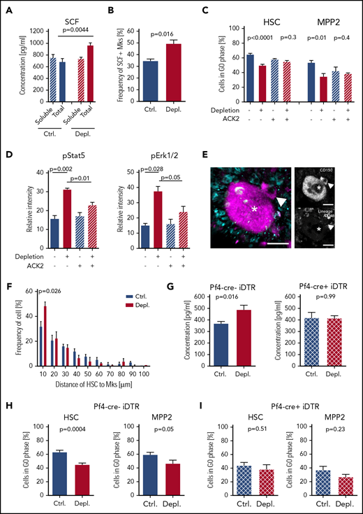 SCF activates hematopoietic cells during acute thrombocytopenia. (A) Quantification of soluble and total SCF in the BM 2 hours after platelet depletion (soluble: Ctrl., n = 10; Depl., n = 12; total: Ctrl., n = 10; Depl., n = 10). (B) Frequency of Mks expressing SCF at the membrane 2 hours after platelet depletion analyzed by flow cytometry (Ctrl., n = 5; Depl., n = 5). (C) Cell cycle analysis of CD41− HSCs and CD41− MPP2 in the absence or presence of c-Kit receptor blocking (ACK2) antibody and/or following platelet depletion (Ctrl., n = 9; Depl., n = 10; Ctrl.+ACK2, n = 4; Depl.+ACK2, n = 5). (D) Phosphorylation of Stat5 and Erk1/2 in control and thrombocytopenic mice, with or without c-Kit receptor blocking 2 hours after platelet depletion (data combined from 2 independent experiments, n = 4). (E) Representative photomicrographs displaying colocalization of CD150+/CD48− Lin− HSCs (arrowheads) and Mk (asterisks) 24 hours after platelet depletion. Scale bars represent 15 μm. (F) Frequency of HSCs/Mks relative to the distance between both cell types (2 independent experiments, ≥100 cells per mouse; Ctrl., n = 4; Depl. n = 3). P values were calculated by a 2-tailed unpaired Student t test. (G) Total SCF level in the BM of Pf4-cre−; iDTR mice and Pf4-cre+; iDTR mice 2 hours after platelet depletion (Ctrl., n = 4; Depl., n = 4). (H) Cell cycle analysis of CD41− HSCs and CD41− MPP2 in Pf4-cre−; iDTR mice was performed 12 hours after platelet depletion (Ctrl., n = 8; Depl., n = 13). (I) Cell cycle analysis of CD41− HSCs and CD41− MPP2 in Pf4-cre+; iDTR mice was performed 12 hours after platelet depletion (Ctrl., n = 7; Depl., n = 6).