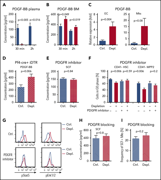 PDGF-BB directly activates m-SCF but stimulates HSC/MPP2 proliferation indirectly. (A) PDGF-BB in plasma 30 minutes (Ctrl., n = 5; Depl., n = 6) and 2 hours (Ctrl., n = 5; Depl., n = 4) after platelet depletion. Ctrl. in blue, Depl. in red. (B) PDGF-BB in BM 30 minutes (Ctrl., n = 7; Depl., n = 7) and 2 hours (Ctrl., n = 10; Depl., n = 9) after depletion. (C) Quantitative PCR analysis of Pdgf-b expression in ECs (Ctrl., n = 11; Depl., n = 11) and Mks (Ctrl., n = 3; Depl., n = 3) at 2 hours after platelet depletion. (D) PDGF-BB in the BM of Pf4-cre+; iDTR mice at 2 hours after depletion (Ctrl., n = 4; Depl., n = 5). (E) Total SCF in the BM after PDGFR inhibitor treatment and platelet depletion at 2 hours (Ctrl., n = 5; Depl., n = 5). (F) Cell cycle analysis of CD41− HSCs and CD41− MPP2 after PDGFR signaling inhibition and induction of thrombocytopenia (Ctrl., n = 5; Depl., n = 7; Ctrl.+blocking, n = 7; Depl.+blocking, n = 7). (G) Representative graphs of pStat5 and pErk1/2 in HSCs, with and without PDGFR inhibition, 2 hours after platelet depletion (data combined from 2 independent experiments, n = 4). (H) Total SCF in the BM after PDGFRb blocking antibody treatment and platelet depletion at 2 hours (Ctrl., n = 5; Depl., n = 5). (I) Frequency of m-SCF+ Mks after PDGFRb blocking antibody treatment and platelet depletion at 2 hours, as analyzed by fluorescence-activated cell sorting (Ctrl., n = 5; Depl., n = 5).