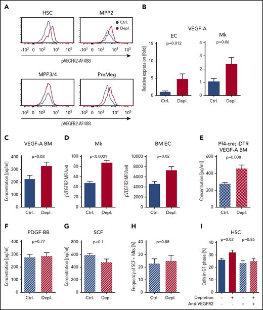 VEGF-A is required for the activation of HSCs and MPP2 in response to acute thrombocytopenia. (A) Representative graphs of pVEGFR-2 on the surface of HSCs, MPP2, PreMegs, and MPP3/4 2 hours after platelet depletion. (B) Quantitative PCR analysis of Vegf-a expression in ECs (Ctrl., n = 11; Depl., n = 13) and Mks (Ctrl., n = 5; Depl., n = 4) 2 hours after platelet depletion. (C) Concentration of VEGF-A in the BM supernatant 2 hours after platelet depletion (Ctrl., n = 7; Depl., n = 13). (D) Mean fluorescence intensity (MFI) of pVEGFR-2 on Mks (Ctrl., n = 7; Depl., n = 7; minimum 60 Mks per condition) and BM-ECs (Ctrl., n = 6; Depl., n = 8). (E) Concentration of VEGF-A in the BM supernatant of Pf4-cre+; iDTR mice 2 hours after platelet depletion (Ctrl., n = 5; Depl., n = 5). (F) Concentration of PDGF-BB in the BM supernatant of mice treated with anti-VEGFR-2 antibody prior to platelet depletion. Samples were collected 2 hours after platelet depletion (Ctrl., n = 6; Depl., n = 5). (G) Concentration of total SCF in the BM of anti-VEGFR-2–treated mice 2 hours after platelet depletion (Ctrl., n = 6; Depl., n = 5). (H) Frequency of m-SCF+ Mks after PDGFRb blocking antibody treatment and platelet depletion at 2 hours, as analyzed by fluorescence activated cell sorting (Ctrl., n = 5; Depl., n = 5). (I) Cell cycle analysis of CD41− HSCs after VEGFR-2 signaling blockade in control and thrombocytopenic mice. Anti-VEGFR-2 antibodies were injected 10 minutes prior to thrombocytopenia. Cells were analyzed 12 hours after platelet depletion (Ctrl., n = 6; Depl., n = 6; Ctrl.+blocking, n = 4; Depl.+blocking, n = 9).