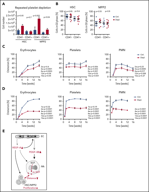 Chronic platelet depletion leads to HSC exhaustion. (A) Numbers of CD41−/+ HSCs and CD41−/+ MPP2 in BM of mice that were injected with antiplatelet or control serum every second day for 2 weeks; BM was analyzed at day 15 (Ctrl., n = 14; Depl., n = 14). (B) Cell cycle analysis of CD41−/+ HSCs and CD41−/+ MPP2 after repetitive platelet depletion (Ctrl., n = 10; Depl., n = 10). (C) HSCs (300 cells) were sorted from Ubc-GFP mice after chronic platelet depletion and transplanted into lethally irradiated recipients together with 5 × 105 total BM competitor cells. The frequency of donor-derived blood cells was followed up to 16 weeks (Ctrl., n = 5-11; Depl., n = 6-11). (D) Frequency of donor-derived blood cells after secondary transplantation of 300 HSCs from mice with chronic platelet depletion together with 5 × 105 fresh total BM competitor cells (Ctrl., n = 6; Depl., n = 6). (E) Increased expression and localization of different growth factors and activation of their receptors consequently leads to activation of HSC/MPP2 proliferation in response to acute thrombocytopenia. Upon platelet depletion, VEGF-A is quickly released in the BM. Next, VEGF-A/VEGFR-2 activation on ECs and possibly other cells induces the production and release of PDGF-BB, which triggers the localization of SCF from the cytoplasm of Mks to their membrane (m-SCF). In turn, this potentially imposes juxtacrine signaling between Mks and HSPCs (m-SCF/c-Kit), decreases the relative distance between both cell types, and, in conjunction with VEGF-A/VEGFR-2, specifically activates HSCs and MPP2. Gray arrows represent release/production/localization, black arrows represent binding/activation, double-headed arrows represent nearing of different cells, and red color denotes changes upon platelet depletion.