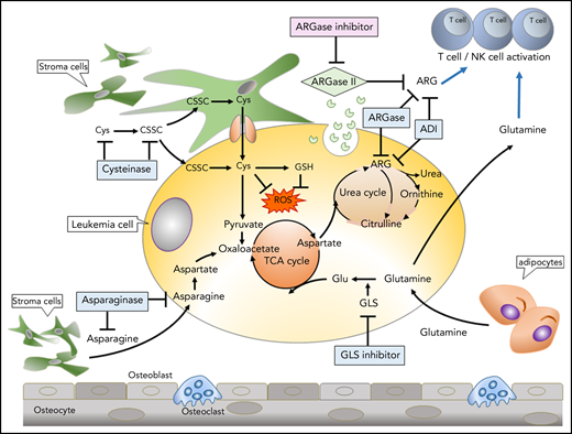 Therapeutic targeting of amino acids in tumors and the tumor microenvironment. The most common amino acid–depletion strategies include depletion of Asn with asparaginase (ASNase), Arg with arginase (ARGase), or Arg deiminase (ADI), Glu with glutaminase (GLS) inhibitors, and Cys/cysteine (CSSC) with cysteinase. Stromal cells or adipocytes produce Asn and Glu, supporting tumor metabolism. ARGase secretion by tumor cells (which depletes extracellular Arg) and/or tumor consumption of Gln may deprive immune cells of these nutrients, and metabolic inhibitors of ARGase or GLNase reverse immune suppression. GSH, glutathione; NK, natural killer; ROS, reactive oxygen species; TCA, the citric acid.