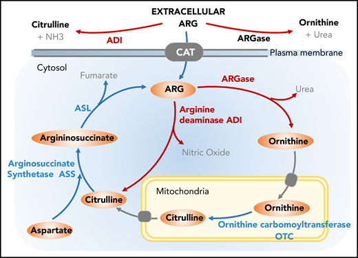 Targeting Arg metabolism. Arg can be synthesized from other amino acids via urea cycle; however, tumor cells lacking the urea cycle enzyme arginosuccinate synthetase (ASS) rely on exogenous supply of Arg. The endogenous sources of Arg can be used as a potential therapeutic intervention in treating cancer. ADI catalyzes Arg degradation to citrulline and ammonium. ARGase generates ornithine as an intermediate, and ornithine carbomoyltransferase (OTC) catalyzes the conversion of ornithine to citrulline. Upon condensation of Asp and citrulline by the enzymatic activity of ASS, arginosuccinate intermediate is generated followed by the reformation of Arg.