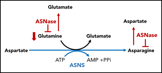 Therapeutic targeting of Asn and Gln. Asn is catalyzed by ASNS, the primary mediator of resistance to ASNase. ASNase hydrolyzes ASN into Asp and ammonia. Asn starvation by ASNase is a potential strategy of apoptosis induction in leukemia and lymphoma cells lacking ASNS and depend on the exogenous supply of Asn. The secondary activity present in ASNase is an GLS activity, which drives hydrolysis of Gln to Glu and ammonia. AMP, adenosine monophosphate; ATP, adenosine triphosphate; PPi, proton pump inhibitor.