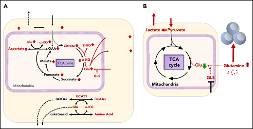Gln metabolism in AML in tumor microenvironment. (A) Tumor cells avidly consume Gln to fuel biosynthesis and proliferation. GLS converts Gln to Glu, which is a necessary step for Gln to enter the TCA cycle. BCAT1, a cytosolic aminotransferase for BCAAs (leucine, isoleucine, and Val), is a critical enzyme that initiates the catabolism of BCAAs and results in the production of Glu. (B) Consumption of Gln by tumor cells deprives immune cells of this critical nutrient. GLS inhibitor blocks Gln consumption by tumor cells and elevates Glu in the tumor microenvironment supporting immune cell function.