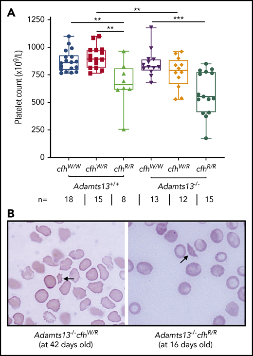 Platelet counts and schistocytes in theperipheral blood smear from mice with various genotypes. (A) Platelet counts in mice with various genotypes are shown as the dots in the box-whisker plots. Each dot represents the platelet count of an individual mouse. The box spans the interquartile range. The top and bottom lines outside of the box represent the maximal and minimal values, respectively. The Mann-Whitney U test was performed to compare the difference of platelet counts in wt or Adamts13−/− with each of the other experimental groups. **P < .01 and ***P < .005, respectively. The number (n =) of mice with each genotype is shown below the graph. (B) Blood smear reveals the red blood cell morphology. The arrow indicates the fragmentated red blood cells (or schistocytes) in the background of other red blood cells from Adamts13−/−cfhW/R at the age of 42 days and Adamts13−/−cfhR/R at the age of 16 days. Wright-Giemsa stain; original magnification ×200.