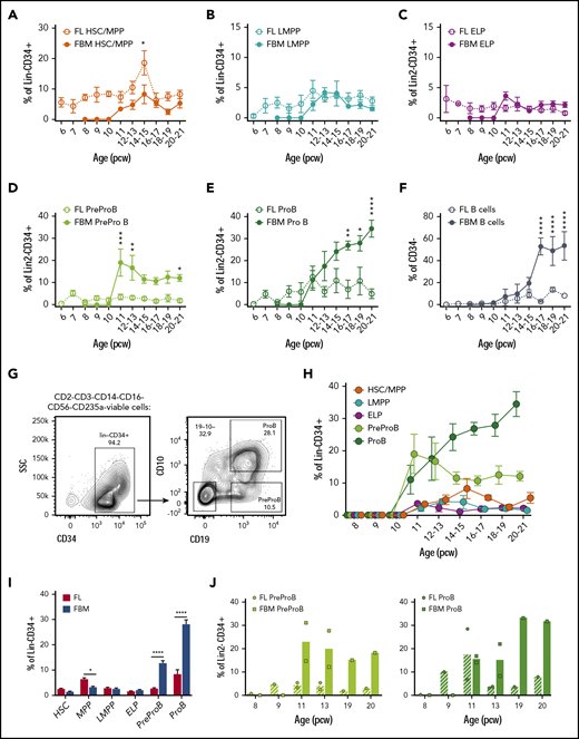 High frequency of B-progenitors in first- and second-trimester fetal BM (FBM). Frequency of fetal liver (FL) and FBM HSCs/MPPs (A) and LMPPs (B) from 6 to 21 pcw. Data are expressed as percentage of Lin−CD34+ (mean ± SEM, n = 59 for FL and n = 32-35 for FBM). Frequency of FL and FBM ELPs (C), PreProB-progenitors (D), and ProB-progenitors (E) from 6 to 21 pcw. Data are expressed as percentage of Lin2−CD34+ (mean ± SEM, n = 39 for FL and n = 32-38 for FBM). (F) Frequency of FL and FBM B cells (CD34–CD19+) from 6 to 21 pcw. Data are expressed as percentage of CD34– (mean ± SEM, n = 37 for FL; n = 38 for FBM). (G) Representative flow cytometric analysis of FBM Lin2−CD34+ cells showing the gating strategy used to identify CD10–CD34+CD19+ PreProB-progenitors and CD10+CD34+CD19+ ProB-progenitors. (H) Frequency of FBM HSCs/MPPs, LMPPs, ELPs, PreProB-progenitors, and ProB-progenitors from 8 to 21 pcw. Data are expressed as percentage of Lin2−CD34+ cells for B-progenitors and Lin−CD34+ cells for ELPs, HSCs/MPPs/LMPPs (mean ± SEM; n = 32-38). (I) Frequency of second-trimester (12-21 weeks) FL and FBM HSPC populations expressed as percentage of Lin−/Lin2−CD34+ cells (mean + SEM, n = 17-49 for FL and n = 16-27 for FBM). (J) Matched FL and FBM from the same biological samples, showing mean frequency of PreProB-progenitors and ProB-progenitors expressed as percentage of Lin2−CD34+ cells. Individual samples represented as circles for FL and squares for FBM. Lin: CD2, CD3, CD14, CD16, CD56, CD19, and CD235a. Lin2: CD2, CD3, CD14, CD16, CD56, and CD235a. All graphs show mean ± SEM where n ≥ 3. Statistical significance determined according to 2-way analysis of variance. *P < .05; ** P < .01; ***P < .001; ****P < .0001. SSC, side scatter.