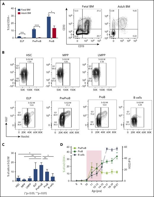 PreProB-progenitors are enriched in fetal life, and B-progenitor expansion is favored over differentiation in a narrow developmental time window. (A) Frequency of ELPs, PreProB-progenitors, and ProB-progenitors in the Lin2−CD34+ compartment of second-trimester fetal BM (n = 29-32, 12-21 pcw) and adult BM (n = 6). Representative flow plots for PreProB-progenitors and ProB-progenitors are shown on the right. Statistical significance determined by unpaired Student t test: *P < .05; ***P < .001; ****P < .0001. (B) Cell cycle analysis by flow cytometry: representative flow plots of fetal BM HSPC populations showing the proportion of cells in G0, G1, and S-G2-M phases. (C) Percentage of cells in S-G2-M phase in each fetal BM HSPC population. Data represented as mean + SEM (n = 3). Statistical significance determined by paired Student t test. (D) Changes in frequency of fetal BM PreProB-progenitors, ProB-progenitors, and B cells from 8 to 21 pcw. B cells are shown as percentage of CD34– cells and B-progenitors as percentage of Lin2–CD34+ (n = 32-38). Shaded area highlights the developmental time window when B-progenitor expansion occurs before B-cell differentiation. Lin2 antibody cocktail: CD2, CD3, CD14, CD16, CD56, and CD235a.