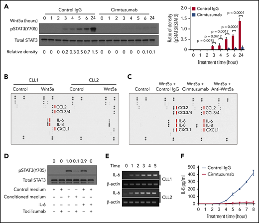 Wnt5a/ROR1 induces production of proinflammatory factors that lead to phosphorylation of STAT3 in CLL cells. (A) Immunoblot analysis of anti-pSTAT3(Y705) or anti-STAT3 in lysates of CLL cells treated with Wnt5a (200 ng/ml) for 0-6 hours or 24 hours in the presence of control IgG or cirmtuzumab. Bar figures represent ratios of density (pSTAT3/Total STAT3). (B) Wnt5a/ROR1 induced production of cytokines in CLL cells. The medium of CLL cells cultured with or without Wnt5a for 16 hours was analyzed by the human cytokine array. (C) Cirmtuzumab or neutralizing anti-Wnt5a antibodies blocked Wnt5a-induced cytokine production in CLL cells. The medium of CLL cells cultured with or without Wnt5a, in the presence of control IgG, cirmtuzumab, or anti-Wnt5a was analyzed by the human cytokine array. (D) Immunoblot analysis of anti-pSTAT3 (Y705) or anti-STAT3 in lysates of CLL cells treated with control medium, conditioned medium, or IL-6. Tocilizumab or control IgG was added to the CLL cultures 2 hours before treatment. The numbers on the top indicate the relative density of pSTAT3/Total STAT3. The density of the sample treated by conditioned medium only (the 3rd lane) was considered as 1.0. (E) Reverse transcript PCR analysis of IL-6 and β-actin in RNA isolated from purified CLL cells treated with Wnt5a (200 ng/mL) in 0 to 5 hours. (F) ELISA of IL-6 in medium of isolated CLL cells cultured with Wnt5a for 0 to 8 hours in the presence of cirmtuzumab or control IgG (n = 5).