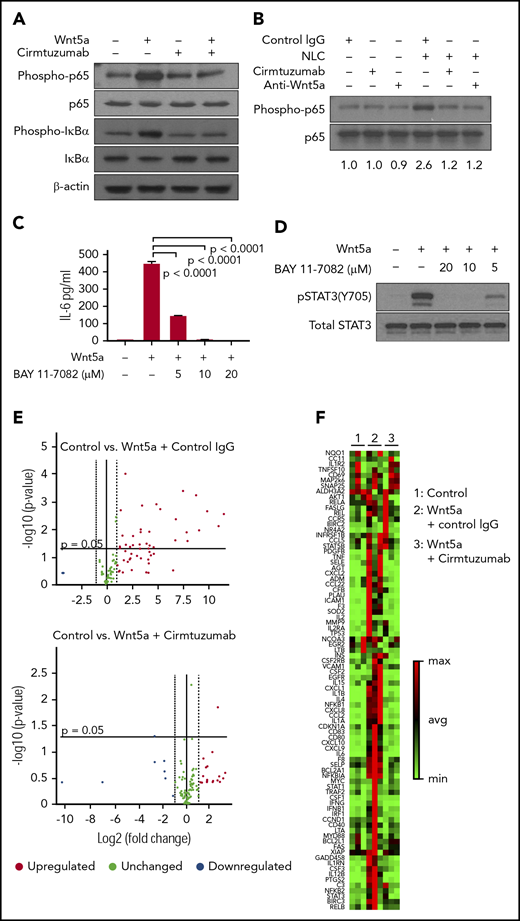 Wnt5a induces ROR1-dependent production of proinflammatory factors through activation of NF-κB in CLL cells. (A) Immunoblot analysis of lysates from CLL cells treated by Wnt5a (200 ng/mL) for 30 minutes, with or without cirmtuzumab, and probed using anti-phospho-p65, anti-p65, anti-phospho-IκBα, anti-IκBα or anti-β actin. (B) Immunoblot analysis of lysates from CLL cells cocultured with NLC overnight, with or without cirmtuzumab or anti-Wnt5a, and probed with anti-phospho-p65 or anti-p65. (C) ELISA of IL-6 in medium of CLL cells cultured with Wnt5a and BAY 11-7082 (5-20 µM) for 8 hours, as indicated in the text. (D) Immunoblot analysis of lysates from CLL cells treated by Wnt5a and BAY 11-7082 (5-20 µM) for 8 hours that was probed with anti-pSTAT3 (Y705) or anti-STAT3, as indicated in the text. (E) Volcano plot of transcripts of NF-κB target genes expressed by CLL cells stimulated with Wnt5a in the presence of control IgG or cirmtuzumab (P < .05 was considered statistically significant). (F) Heat map of transcripts of NF-κB target genes expressed by CLL cells stimulated with Wnt5a in the presence of control IgG or cirmtuzumab.