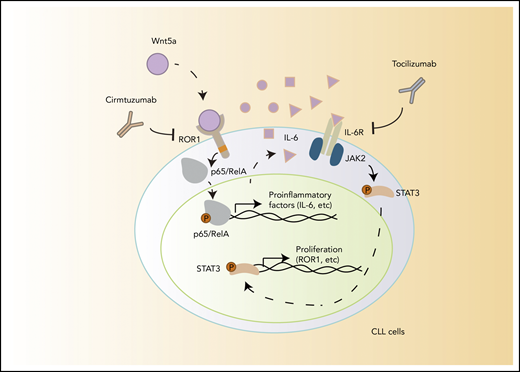 A model for NLC-Wnt5a-induced proinflammatory factors through ROR1-dependent NF-κB activation, which induces production of IL-6 and autocrine activation of STAT3.