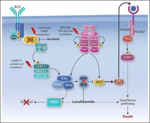 Ibrutinib and lenalidomide cooperate to kill ABC DLBCL via interferon signaling. P, phosphorylation.