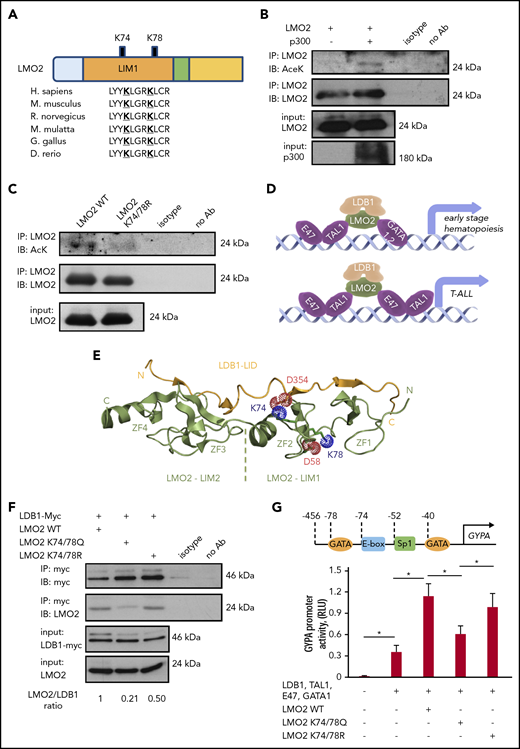 Lysine deacetylation of LMO2 is essential for the LDB1 interaction and transcriptional activity of the TAL1 complex. (A) Schematic of the LMO2 protein showing 2 putative lysines in LMO2 (K74 and K78) within the LIM1 domain that could be deacetylated (bold and underlined) based on in silico analysis. (B-C) Immunoprecipitation (IP) assay of the lysates of HEK293T cells transfected with expression vectors of p300 and WT or K74/78R LMO2 mutant. IP and immunoblot were performed with indicated antibodies. IPs were performed twice; representative western blot images are depicted. (D) Schematic of the activation of target genes during early hematopoiesis (upper) and T-ALL leukemogenesis (lower) by binding of the TAL1 complex (consisting of E47, TAL1, LDB1, LMO2, and GATA1/2 proteins) to the specific putative regions on the gene promoters. (E) Crystal structure of the LMO2:LDB1-LID complex (PDB 2XJY), highlighting electrostatic interactions of the deacetylated lysines 74 and 78 of LMO2 (green). The lysines and neighboring aspartates, D58 from LMO2-LIM1 and D354 from LDB1 (yellow), are shown as sticks; their cationic ammonium and anionic carboxylate groups are outlined with dotted spheres representing their van der Waals radii. If the lysines were acetylated, they would carry 0 net-charge and could not complement the negative charge of the aspartates. N and C termini and the individual zinc fingers (ZF1-ZF4) are labeled. (F) Co-IP of LMO2 and LDB1 proteins in lysates of HEK293T cells transfected with indicated expression vectors. IP and immunoblot were performed with indicated antibodies. Representative western blot images are depicted. (G) Activity of GYPA reporter containing the 456-bp upstream region of GYPA with putative binding sites for the TAL1 complex (upper). HEK293T cells were transfected with GYPA reporter construct and the indicated expression vectors. The activation of GYPA reporter was measured as described in “Methods." Data show means ± standard deviation (SD) (n = 8). *P < .05.