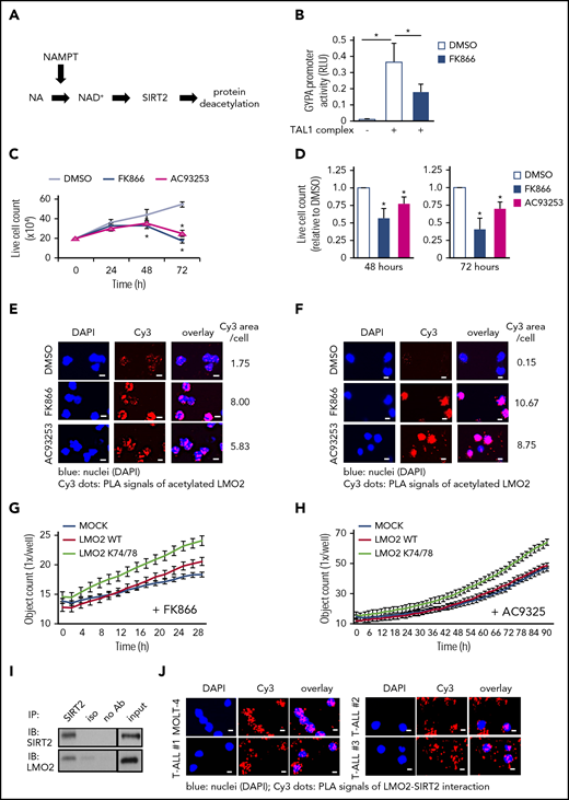 The NAMPT/SIRT2 pathway activates LMO2 by deacetylation in T-ALL cells. (A) Schematic of the NAMPT-NAD+-SIRTs pathway. (B) Reporter gene assay using GYPA reporter construct. HEK293T cells were transfected with a GYPA reporter and the indicated expression constructs. Transfected cells were cultured in the presence or absence of FK866 for 24 hours, and the activation of the GYPA reporter was measured as described in “Methods." The same concentration of DMSO was added as a vehicle control. Data show means ± SD (n = 8). *P < .05. (C) Live-cell counting of MOLT-4 cells treated with 10 nM FK866 or 100 nM AC93253. The same concentration of DMSO was added as a vehicle control. Dead cells were excluded by trypan blue dye staining. Data represent mean ± SD from 3 independent experiments, each in triplicate (*P < .05 compared with DMSO-treated cells). (D) Live-cell counting of primary blasts from T-ALL patients (n = 3) treated with 10 nM FK866 or 100 nM AC93253 for 48 or 72 hours. The same concentration of DMSO was added as a vehicle control. Dead cells were excluded by trypan blue dye staining. Live-cell numbers are normalized to those obtained in samples treated with DMSO (defined as 1). Data represent means ± SD of triplicate determinations (*P < .05 compared with DMSO-treated cells). Duolink in situ proximity ligation assay (PLA) of MOLT-4 cells (E) or primary blasts (F) from T-ALL patient (patient no. 3) treated with 10 nM FK866 or 100 nM AC93253 for 48 hours using anti-LMO2 and anti-acetylated lysine antibodies. The same concentration of DMSO was added as a vehicle control. Representative images are shown. Scale bars: 10 μm. (G-H) Proliferation of MOCK, WT-LMO2, or K74/78R LMO2-expressing MOLT4 cells (2 × 104 cells/well of a 96-well plate) was evaluated over time with the IncuCyte S3 Live-Cell Analysis System. The experiment was performed twice, each in triplicate. (I) Co-IP assay of SIRT2 and LMO2 protein interaction in lysates of HEK293T cells transfected with SIRT2 and LMO2 expression vectors. IP and immunoblotting were performed using the indicated antibodies. Representative images are shown. (J) Duolink in situ PLAs in MOLT-4 cells and primary blasts of T-ALL patients. Cells were stained with anti-LMO2 and anti-SIRT2 antibodies. Representative images are shown. Scale bars: 10 μm. RLU, relative light unit.