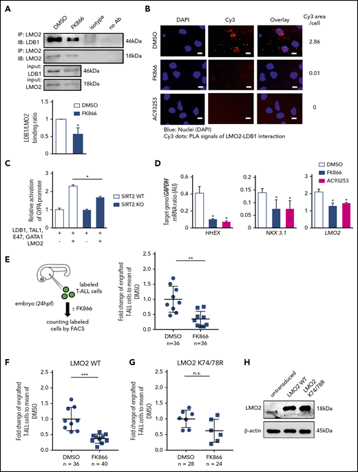 NAMPT/SIRT2-mediated LMO2 deacetylation is essential for LMO2 interaction with LDB1, activation of TAL-1 complex, and proliferation of T-ALL cells. (A) Co-IP of LMO2 and LDB1 from lysates of MOLT-4 cells treated with 10 nM FK866 for 72 hours. IP and immunoblotting were performed using the indicated antibodies. Representative images are shown. Bar graphs of the LDB1/LMO2 binding ratio indicate the LDB1 protein signal divided by the LMO2 protein signal in IP samples. Data show means ± SD from 3 independent experiments (*P < .05). (B) Duolink in situ PLAs of MOLT-4 cells treated with 10 nM FK866 or 100 nM AC93253 for 48 hours. Cells were stained with anti-LMO2 and anti-LDB1 antibodies. Scale bars: 10 μm. (C) WT or SIRT2-knockout (SIRT2KO) HEK293FT cells were transfected with a GYPA reporter and the indicated expression constructs. Transfected cells were cultured for 24 hours; activation of the GYPA reporter was measured as described in "Methods." Signals measured in cells cotransfected with LMO2 and GYPA constructs were normalized to those in cells without an LMO2 expression plasmid (defined as 1). Data show means ± SD (n = 8; *P < .05). (D) mRNA expression levels of the indicated genes in MOLT-4 cells treated with 10 nM FK866, 100 nM AC93253, or DMSO for 72 hours were assessed using quantitative RT-PCR. Target gene/GAPDH mRNA expression ratios are shown. Data, expressed as arbitrary units (AUs), are means ± SD from 3 independent experiments, each in triplicate (*P < .05 compared with DMSO-treated cells). (E-G) Xenotransplantation of T-ALL cells into zebrafish embryos. Zebrafish embryos were transplanted with labeled primary T-ALL cells (E), MOLT-4 cells transduced with a WT (F), or K74/78R mutant LMO2-expressing lentivirus construct (G). FACS, fluorescence-activated cell sorting. Xenotransplanted embryos were treated with 800 nM FK866 or DMSO for 2 days. Numbers of transplanted cells were assessed as described in "Methods." Data represent percentage of labeled cells normalized to the average percentage of labeled cells in the DMSO-treated group. The black lines represent mean ± SD. Each dot represents 4 embryos pooled as 1 biological sample. The number of analyzed embryos is indicated in the lower panel of each figure (***P < .0001; **P < .001). (H) Representative western blot images of cell lysates of MOLT-4 cells transduced with the indicated lentivirus constructs using anti-LMO2 and anti-β-actin antibodies. NS, not significant.