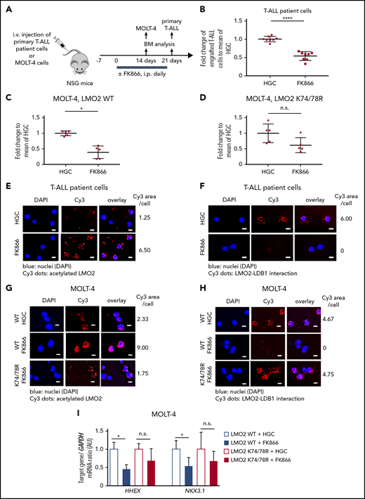 In vivoinhibition of NAMPT results in reduced T-ALL burden in NSG mice owing to abrogated deacetylation of LMO2. (A) Xenotransplantation of NSG mice with either MOLT-4 cells, transduced with WT or K74/78R mutant LMO2-lentivirus, or primary T-ALL patient cells. Transplanted mice were injected intraperitoneally (i.p.) with 20 mg/kg of FK866 once a day for 2 (MOLT4 cells) or 3 (T-ALL patient cells) weeks. The same concentration of HGC was injected as a vehicle control. (B-D) Fold changes of percent of human CD45+ primary T-ALL patient cells (B) and Molt-4 cells (C-D) in bone marrow of FK866-treated mice to HGC group are shown. Data represent mean ± standard error of the mean (****P < .0001), n = 5 to 8 mice per group. (E-H) Duolink in situ PLAs of human CD45+ cells isolated from bone marrow of mice transplanted with primary T-ALL patient cells (E-F) or MOLT-4 cells (G-H). “WT” and “K74/78R” indicate mice transplanted with MOLT-4 cells transduced with WT or K74/48R LMO2 mutant, respectively. Cells were stained with anti-LMO2 and anti-acetylated lysine (E,G) or anti-LMO2 and anti-LDB1 antibodies (F,H). Representative images are shown. Scale bars: 10 μm. (I) mRNA expression levels of the indicated genes in human CD45+ cells isolated from bone marrow of xenotransplanted mice. mRNA expression was assessed using quantitative RT-PCR, and is expressed as arbitrary units (AUs). Target gene/GAPDH mRNA expression ratios are shown. Data show means ± SD from 5 independent experiments, each in triplicate (*P < .05).