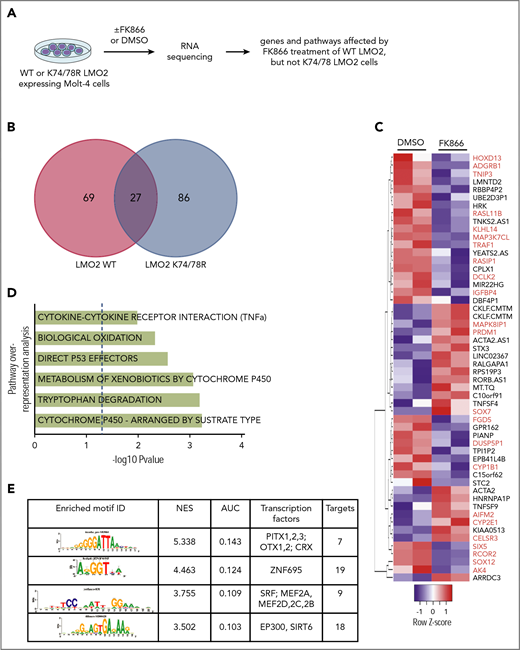 NAMPT-LMO2 dependent gene expression signature in MOLT4 cells. (A) Schematic of the experimental procedure. Venn diagram (B) and heat map (C) of genes that were significantly differentially regulated upon FK866 treatment compared with DMSO-treated groups of WT LMO2 or K74/78 LMO2 expressing MOLT4 cells (adjusted value P < .05). Genes known to play a role in tumorigenesis are marked in red. (D) Pathway overrepresentation analysis using a list of significantly regulated genes from panel C revealed top significantly enriched signal transduction pathways that are NAMPT-LMO2 dependent. (E) iRegulon transcription factor motif enrichment analysis using a list of significantly upregulated genes from (C) revealed enrichment of genes (normalized enrichment score >3.0 and area under the curve >0.03) with NAMPT-LMO2–specific transcription factor motifs.