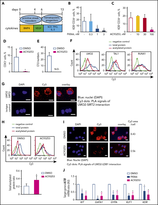 The NAMPT-NAD+-SIRT2 pathway plays an essential role in early-stage hematopoietic differentiation of iPS cells via LMO2 deacetylation. (A) Schematic of the serum- and feeder-free monolayer human iPS cells hematopoietic differentiation system. (B-C) The percentage of KDR+CD34+ cells was evaluated in differentiated iPS cells on day 6 treated with FK866 (B) or AC93253 (C). The same concentration of DMSO was used as a vehicle control. Data show means ± SD and are derived from 3 independent experiments, each in triplicate. *P < .05. (D-E) The percentage of CD43+ cells was evaluated by flow cytometry (D), and colony-forming unit assays were performed in differentiated iPS cells on day 13 treated with 100 nM AC93253 during differentiation (E). The same concentration of DMSO was used as a vehicle control. Data are mean ± SD derived from 3 independent experiments, each in triplicate. *P < .05. (F) Representative histograms of the Duolink-FACS analysis on the acetylation of the indicated proteins in differentiated iPS cells on day 6. Blue, signal from total protein; red, signal from acetylated protein; lime green, negative control. (G) Duolink in situ PLA assay in the differentiated iPS cells on day 6 of culture. Cells were stained with anti-LMO2 and anti-SIRT2 antibodies. Representative images are depicted. Scale bars: 10 μm. (H) Representative histograms of the Duolink-FACS analysis on the acetylation of LMO2 protein in differentiated iPS cells on day 6 in the absence or presence of 100 nM AC93253. The same concentration of DMSO was added as a vehicle control. Blue, signal from total protein; red, signal from acetylated protein; lime green, negative control. Graph bars of the total to acetylated protein Duolink-FACS signal ratio indicates the mean fluorescence intensity (MFI) of acetylated LMO2 protein signal divided by the MFI of total LMO2 protein signal. Data are mean ± SD from 3 independent experiments. *P < .05. (I) Duolink in situ PLA assay in the differentiated iPS cells on day 6 of culture treated with 100 nM AC93253. The same concentration of DMSO was added as a vehicle control. Cells were stained with anti-LDB1 and anti-LMO2 antibodies. Representative images are depicted. Scale bars: 10 μm. (J) mRNA expression levels of the indicated genes in differentiated iPS cells on day 6 of culture in the presence of 3 nM FK866 or 100 nM AC93253 were assessed using quantitative RT-PCR and expressed as AUs. The same concentration of DMSO was added as a vehicle control. Target gene ACTB mRNA expression ratio measured in the control DMSO-treated sample was normalized to 1. Data are mean ± SD from 3 independent experiments, each in triplicate. *P < .05 compared with DMSO-treated cells. ND, not detected.