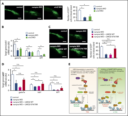 Morpholino-mediated inhibition of the NAMPT-NAD+-SIRT2 pathway impedes early hematopoiesis in zebrafish embryos. (A,C) Quantification of EGFP+ hematopoietic cells in uninjected control and morpholino (MO)/plasmid injected Tg(-6.35drl:EGFP) zebrafish embryos at 24 hpf. Representative images and numbers of EGFP+ hematopoietic cells in the blood islands are shown. Data show mean ± SD (n = 5). *P < .05. Scale bars: 50 μm. (B,D) mRNA expression levels of the indicated genes in control and MO/plasmid injected zebrafish embryos at 24 hpf were assessed using quantitative RT-PCR. Target gene/actb1 mRNA expression ratios are shown. Data show mean ± SD from 3 independent experiments, each in triplicate. *P < .05. (E) Schematic for the NAMPT/SIRT2-mediated lysine deacetylation of the LMO2 transcription factor that is essential for the interaction of LMO2 with LDB1 and formation of the TAL1 complex. This activates the oncogenic transcriptional program and promotes T-cell leukemia development or induces blood cell formation.