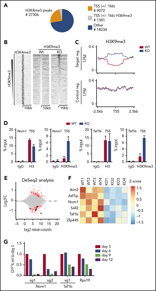 Loss of KDM4A-C leads to accumulation of H3K9me3 at TSS on a subset of genes in LSK cells. (A) Pie chart indicating the position of H3K4me3 peaks in LSK (Lin−Sca−c-Kit+) cells from C57BL6 mice.12 Orange and gray represent peaks localized ±1 kb of TSS, peaks falling outside of these regions are represented with blue. H3K4me3+ regions ±1 kb of TSS that experience a significant change in H3K9me3 levels are indicated with gray. (B) Heat map of H3K9me3 ChIP-seq read counts ±10 kb of TSS. Data have been filtered to only include regions in which a significant change in H3K9me3 occurs. (C) Summary of the data in panel A zoomed in to ±2.5 kb of TSS. (D) Direct ChIP-qPCR validation on selected target genes using cells sorted in an independent experiment. (E) RNA-seq analysis of HSCs sorted from CreER:Kdm4abcfl/flor CreER mice 2 weeks after tamoxifen injection (n = 4 in each group). (F) Heat map showing the distribution of normalized counts for the listed genes in the RNA-seq data set. (G) LSK cells were sorted from C57BL6 mice and transduced with lentiviruses expressing GFP, Cas9, and single guide RNA (sgRNA) against Taf1b and Nom1 as well as positive (Rps19) and negative controls (nontargeting sgRNA). The percentage of GFP+ cells was followed over time by FACS. The percentages have been normalized to the negative control and plotted relative to the value at day 3. FC, fold change; IgG, immunoglobulin G; reg., region; rel, relative; sg, sgRNA; T.P.M., tags per million; Wt/WT, wild type.
