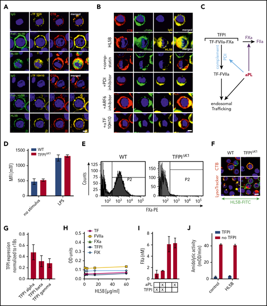 Endogenous TFPI is required for aPL internalization. Internalization of MM1 cell surface TF (A) and FVIIa (B) after 15 minutes of live cell stimulation with fluorophore-labeled aPL HL5B (IgG or Fab’2 fragment). Scale bar = 5 µm. (C) Schematic representation of complement-dependent and independent pathways initiated by aPL. (D) Flow cytometry detection of TF expression on CD115+ spleen monocytes for myeloid cell-deleted TFPI Kunitz 1 domain (TFPIΔK1) mice and littermate wild-type (WT) controls under basal conditions and after 3 hours of stimulation with 100 ng/mL LPS. Note that basal and LPS-induced TF expression was not affected by TFPI mutation. (E) FXa surface localization detected by flow cytometry on CD115+ splenocytes of TFPIΔK1 and littermate WT mice. (F) Live cell imaging of aPL HL5B internalization in TFPIΔK1 monocytes after stimulation with aPL HL5B. (G) Expression of TFPI isoforms by blood monocytes isolated from WT mice detected by RT-PCR with isoform-specific primers; mean ± SD. n = 4. (H) Dose titration of aPL HL5B binding to dry milk-blocked plates coated with 2 µg/mL soluble TF1-218,88 FVIIa, TFPIα47, or FXa. (I) Effect of aPL HL5B (500 nM) on TFPIα (10 nM) inhibition of FX (100 nM) activation by 0.5 nM TF in 60% phosphatidylcholine/40 sphingomyelin56 with 1 nM FVIIa. (J) Effect of 100 µg/mL HL5B on TFPIα (50 nM) complex formation with 1 µM soluble TFGCN4,89 3 nM FVIIa, and 2 nM FXa measured by amidolytic assay with Spectrozyme FXa.