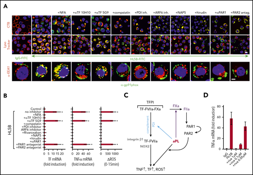 aPLs induce thrombin-dependent NADPH oxidase endosomal internalization by the TF-FVIIa-integrin complex in human monocytes. (A) Live cell imaging of HL5B (green) internalization after 15 minutes and HL5B-mediated NOX2 (gp91phox, green) trafficking into the endosome after 30 minutes in the presence of indicated inhibitors. Nuclei were stained in blue with Hoechst 33342 or 4′,6-diamidino-2-phenylindole, surface membrane with cholera toxin B (CTB), endo-lysosomes with Lysotracker or αEEA1 (red). Scale bar = 10 µm (upper panels) or 5 µm (lower panel). (B) TF and TNFα mRNA expression and ROS production by MM1 cells treated as indicated; mean ± SD. n = 6. *P < .0001; 1-way ANOVA, Dunnett multiple-comparison test compared with control sample. (C) Schematic representation of aPL-induced PAR1/PAR2 heterodimer signaling linked to TF-VIIa-integrin complex trafficking. (D) Dose response of rivaroxaban inhibition of aPL HL5B-induced TNFα expression by MM1 cells.