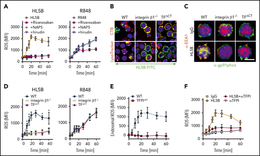 NADPH oxidase internalization by the TF-integrin β1 complex. (A) Time course of ROS production measured in WT CD115+ spleen monocytes preloaded with H2DCFDA stimulated with aPL HL5B or the TLR7/8 ligand R848 in the presence of the indicated coagulation protease inhibitors; mean ± SD. n = 6. (B) Live cell imaging of aPL HL5B internalization in CD115+ cells of the indicated mouse strains. Scale bar = 5 µm. (C) Catalytic subunit of NOX2 (gp91phox) colocalization with EEA1+ endosomes in CD115+ spleen cells from integrin β1−/− and TFΔCT mice. Scale bar = 5 µm. (D) Quantification of ROS production in CD115+ splenocytes of the indicated mouse strains after stimulation with aPL HL5B or TLR7/8 agonist R848; mean ± SD. n = 6. *P = .0001; 2-way ANOVA, Dunnett multiple-comparison test. (E) TFPI is required for endosomal ROS production. ROS generation in TFPIΔK1 or WT monocytes was measured after stimulation with aPL HL5B in the presence or absence of niflumic acid (0.1 mM). Endosomal ROS production after subtraction of nonendosomal ROS measured in the presence of niflumic acid is shown; mean ± SD. n = 4. (F) ROS production was measured in cells preloaded with H2DCFDA in human monocytes stimulated with HL5B either alone or in the presence of αTFPI (20 µg/mL) added 15 minutes before aPL stimulation; mean ± SD. n = 6.