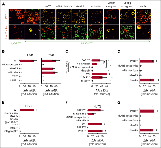 Lipid-reactive aPLs induce PAR1/PAR2 heterodimer signaling. (A) WT C57BL/6J mononuclear cells were treated for 15 minutes with the indicated inhibitors and stimulated for 15 minutes with FITC-labeled IgG or aPL HL5B for live cell imaging. (B) TF-thrombin-dependent Tnfα mRNA induction by aPL signaling in mouse CD115+ splenocytes; mean ± SD. n = 6. *P < .0001; 1-way ANOVA, Dunnett multiple-comparison test compared with WT sample. (C-D) Tnfα mRNA induction by aPL HL5B normalized to control IgG stimulated cells in PAR1−/−, PAR1, or PAR2 cleavage-resistant spleen mononuclear cells with the indicated inhibitors; mean ± SD. n = 6. *P < .0001; **P = .044; 1-way ANOVA, Dunnett multiple-comparison test. (E-G) Tnfα mRNA induction after 3 hours of stimulation with aPL HL7G in CD115+ spleen monocytes from WT mice or the indicated mouse strains treated with the indicated inhibitors.
