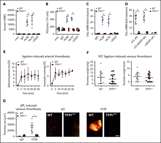 Myeloid cell TFPI is required for aPL-induced thrombosis. (A-B) Murine CD115+ monocytes of control or TFPIΔK1 mice were stimulated for 10 minutes with aPLs (100 ng/mL) and then analyzed for PS exposure by Annexin V–FITC binding in flow cytometry (A) or clotting activity (B); mean ± SD. n = 6. *P < .001; 2-way ANOVA followed by the Sidak correction. (C) Induction of TNFα mRNA in CD115+ spleen monocytes stimulated for 1 hour with the indicated aPLs; mean ± SD. n = 6. *P < .001; 2-way ANOVA followed by the Sidak correction. (D) TNFα induction by IgG fractions isolated from 20 patients with APS in WT and TFPIΔK1 mice stimulated for 1 hour. APS patient IgG samples can be divided into 3 groups: patient IgG that binds only to cardiolipin in a cofactor-independent manner similar to HL5B (αCL; n = 11); patient IgG that binds to both antigens, similar to HL7G (αCL/β2GPI; n = 7); and patient IgG that binds only to β2GPI, similar to rJGG9 (αβ2GPI; n = 2). *P < .0001; 2-way ANOVA followed by the Sidak correction. (E) Ligation-induced arterial thrombosis in littermate TFPIΔK1 (n = 8) and TFPIK1flfl control animals (n = 5). (F) Inferior vena cava ligation-induced venous thrombosis in littermate TFPIΔK1 (n = 9) and TFPIK1flfl control animals (n = 9) 48 hours after flow restriction. No thrombus developed in 4 and 3 animals, respectively. (G) HL5B-amplified thrombosis analyzed in the flow-restricted vena cave inferior of the indicated mouse strains vs isotype control antibody; mean ± SD. *P = .007; t-test after Shapiro-Wilk test for normal distribution. HL5B: TFPIK1flfl control mice, n = 8; TFPIΔK1 mice, n = 7; isotype control TFPIK1flfl control mice, n = 5; TFPIΔK1 mice, n = 5. Scale bar = 100 µm.