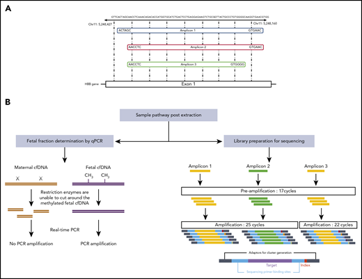 Overview of next-generation sequencing. (A) Three separate primer pairs were designed to generate different amplicons that cover the HbS mutation site. (B) Fetal fractions were determined by the RASSF1A promoter methylation status, as described previously.9 The amount of fetal DNA was assessed by comparing the levels of amplification seen following methylation-sensitive restriction digests with amplification in corresponding undigested samples. For library preparation, single-plex PCRs were performed using 3 different primer pairs to mitigate the effects of any PCR biases that may occur with any individual primer pairs. Small primers were used in an initial limited 17-cycle PCR to preserve the wild-type to sickle allele ratio of the template. A second amplification was performed using longer primers that contained the relevant adapters, primer binding sites, and barcodes necessary for sequencing. As amplicon 3 consistently gave slightly higher yields than amplicons 1 and 2, only 22 cycles were required to generate enough library for sequencing, whereas 25 cycles were required for amplicons 1 and 2. Chr, chromosome.