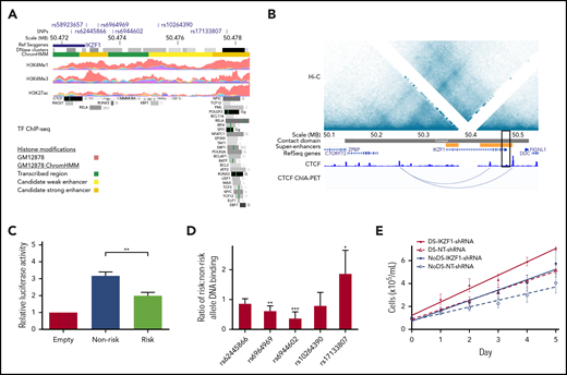 Functional characterization of the IKZF1 susceptibility locus. (A) Epigenetic profile of the IKZF1 SNP rs58923657 susceptibility locus. Tracks show positions of rs58923657 and SNPs in LD (r2 ≥ 0.6); IKZF1; DNase I hypersensitive site clusters; GM12878 chromatin state (ChromHMM) corresponding to transcribed regions (green), candidate weak enhancers (yellow), or candidate strong enhancers (orange); and ChIP-seq data for H3K4Me1, H3K4Me3, H3K27ac and transcription factors from ENCODE.36 Data are displayed in the UCSC genome browser (http://genome.ucsc.edu/)46 and the WashU Epigenome Browser (http://epigenomegateway.wustl.edu/).47 (B) Chromatin spatial organization of chromosome 7 from 50.0-50.6 MB. Tracks show a Hi-C heatmap of chromatin contact frequencies in GM12878; chromatin contact domain determined by the Arrowhead algorithm38; CD19+ B-cell superenhancers37; canonical transcripts; CTCF ChIP-seq data in GM12878 from ENCODE; and CTCF ChIA-PET mapping data in GM12878.39 Black rectangle indicates the rs58923657 locus. (C) Risk and nonrisk allele-specific enhancers encompassing rs58923657 were cloned into the pGL3-promoter vector (Promega) and transfected into 20 LCLs (10 DS and 10 non-DS). Enhancer reporter assay demonstrates relative luciferase activity measured 24 hours later for the nonrisk and risk alleles relative to the empty vector. Bars show the mean ± SEM from transfections performed in triplicate in the 20 LCLs. (D) EMSAs were performed using nuclear extracts from 6 patient-derived LCLs (3 DS and 3 non-DS) reacted with double-stranded DNA probes encompassing the indicated IKZF1 SNPs. Bars show mean ratios ± SEM of risk to nonrisk allele protein binding. (E) IKZF1 knockdown results in increased cellular proliferation with a greater effect in DS LCLs. Serial cell counts demonstrated significantly greater cellular proliferation for 4 DS LCLs expressing IKZF1-shRNA compared with NT-shRNA (P = .026) and 4 non-DS LCLs expressing IKZF1-shRNA compared with NT-shRNA (P = .017), and the effect of IKZF1-shRNA was significantly greater in the DS LCLs than in the non-DS LCLs (P = .047). Data shown are means of experiments performed in triplicate. P values in panels C-E were determined by a Student 2-tailed t test. *P < .05; **P < .001; ***P < .0001.
