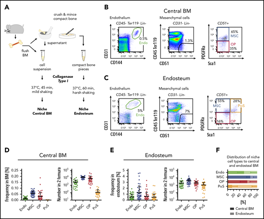 Isolation and identification of BM and endosteal nonhematopoietic niche cells. (A) Scheme of niche cell isolation. BM and bone pieces are treated with collagenase type I to disintegrate tissues. (B-C) Identification of nonhematopoietic niche cells in the marrow fraction (B) and in the endosteum (C) by flow cytometry. Samples were gated on size, singlets, and viable cells (Dapi−). Lin = CD3, CD4, CD8, Gr1, CD11b. (D-E) Frequency (left; n = 47; 29 experiments) and absolute numbers (right; n = 33; 21 experiments) of marrow (D) and endosteal (E) niche cells in C57BL/6J wild-type mice. Absolute numbers for BM: Endo = 2506 ± 2315; MSC = 11 811 ± 3956; OP = 7791 ± 9386; PαS = 113 ± 141. Absolute numbers for bone: Endo = 1867 ± 1688; MSC = 3951 ± 3206; OP = 1944 ± 1419; PαS = 1086 ± 1249. (F) Distribution of niche cell types between the marrow fraction (shaded) and endosteum (bright colors). Calculations are based on absolute cell numbers; n = 50, 30 experiments. Endo, endothelial cells.
