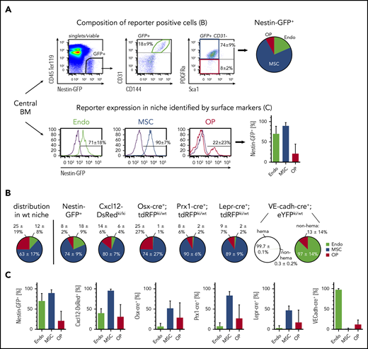 Cross-correlation of surface marker-based niche cell identification with lineage marker/tracer approaches in the BM. (A) Representative gating using Nestin-GFP+ mice to determine the composition of reporter-positive cells (top). Reporter-positive cells were analyzed for surface marker expression identifying endothelial cells (green), MSCs (blue), and OPs (red). Composition of reporter-positive cells is shown as pie charts. The contribution of reporter-positive cells to each niche cell type identified by flow cytometry is shown in bar charts (bottom). (B) Composition of niche cell types identified in BM reporter-positive cells using indicated reporter mouse strains. For comparison, proportional niche cell composition in the marrow fraction of wild-type mice is shown. VE-cadh-cre+;eYFPki/wt mice: 13% ± 5% of hematopoietic cells (hema) are labeled (not shown), and 99.7% of all labeled cells also express CD45 (left circle). Composition of nonhematopoietic–labeled cells (non-hema) is shown in the right circle. (C) Contribution of reporter-positive cells to each niche cell type. Wild-type (wt): n = 50, 30 experiments; Nestin-GFP+: n = 14, 4 experiments; Cxcl12-DsRedki/ki: n = 17, 4 experiments; Osx-cre+;tdRFPki/wt: n = 18, 8 experiments; Prx1-cre+;tdRFPki/wt: n = 17, 6 experiments; Lepr-cre+;tdRFPki/wt: n = 31, 12 experiments; VE-cadh-cre+;eYFPki/wt: n = 9, 2 experiments. GFP, green fluorescent protein.