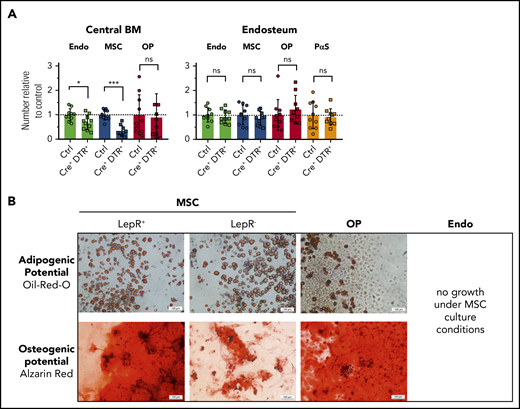 Lepr-cre+cells divide BM MSCs into 2 functionally distinct subpopulations. (A) Lepr-cre+;iDTRki/wt mice were injected with DT for 3 consecutive days and the effect on niche cells was analyzed on day 4. Control (Ctrl), n = 10; Cre+ iDTR+, n = 10; pool of 3 experiments. (B) In vitro differentiation of sorter-purified indicated cells using adipogenic or osteogenic culture conditions. Scale bars, 100 μm. Lepr+/−, n = 2; OP, n = 4; Endo, n = 5. ns, not significant.
