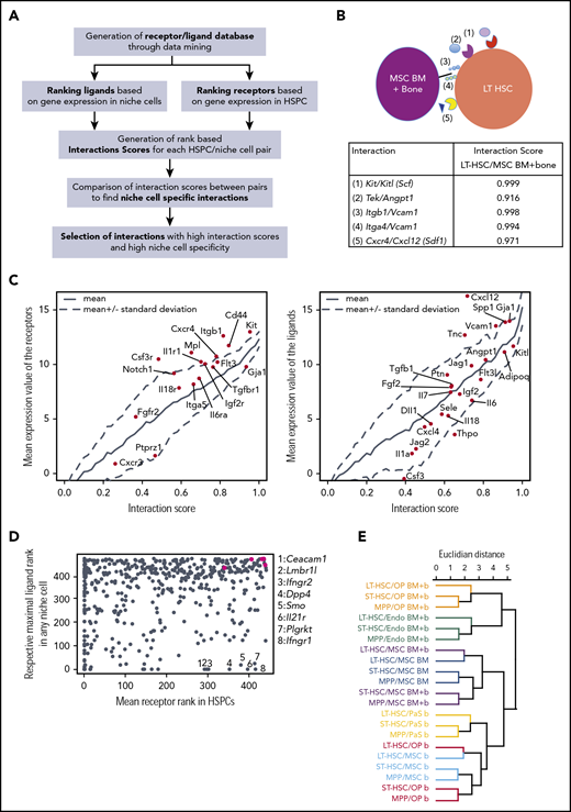 Interaction analysis retrieves well-known and novel molecular interaction partners in the context of HSPC homeostasis. (A) Interaction analysis pipeline. (B) Example of interactions and respective interaction scores for the LT-HSC/MSC (BM plus bone) pair. (C) Left panel, Relationship between mean expression of receptors in HSPCs and scores of interactions involving indicated ligands. Right panel, Relationship between mean expression of ligands in niche cells and scores of interactions involving indicated receptors. (D) Plot shows mean receptor rank within HSPCs (x-axis) vs the highest rank of the respective ligands in any niche cell (y-axis), green dots are, from left to right, Tek, Cxcr4, Itga4, Itgb1, Kit. (E) Hierarchical clustering of HSPC/niche cell pairs based on interaction scores.