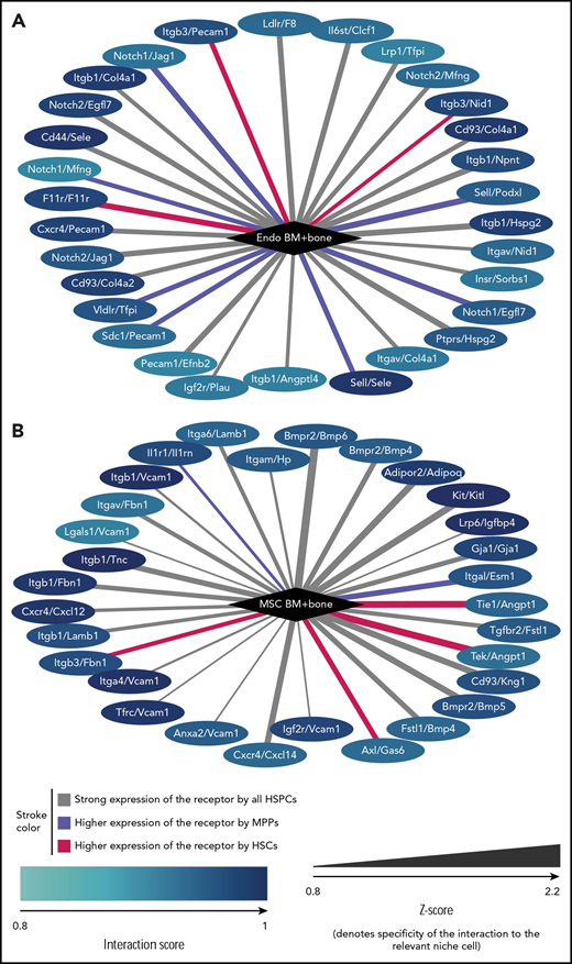 Receptor/ligand interactions. Receptor/ligand interactions most specifically associated with endothelial cells from BM plus bone (A) and MSCs from BM plus bone (B). Node color encodes the interaction score of the specified niche cell with the type of HSPC for which the score is highest. Edge color visualized whether the highest interaction score is with HSCs (red), with MPPs (blue), or whether the score is approximately equal for all HSPCs (gray). Edge thickness denotes the specificity of the interaction score to the niche cell type (Z-score). Note that Kitl and CXCL12 are also known as SCF and SDF1, respectively.