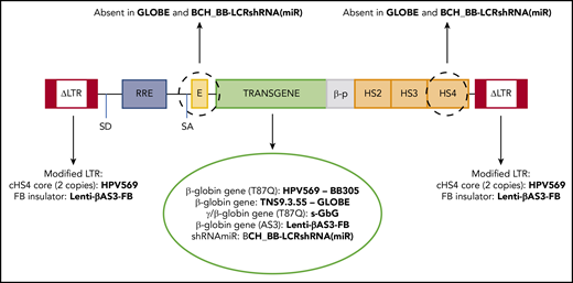 The structure of LVs used in clinical trials for β-hemoglobinopathies. The LV name is given in bold type. HS2, HS3, and HS4 are hypersensitive sites from the LCR. ΔLTR, self-inactivating LTR; β-p, β-globin promoter; E, β-globin gene enhancer; FB, FII/BEAD-A; RRE, Rev-responsive element; SA, splice acceptor; SD, splice donor.