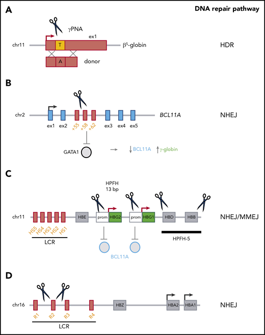 Genome-editing–based strategies for the treatment of β-hemoglobinopathies. (A) HDR-based approaches use nucleases or peptide nucleic acids (PNAs) and a donor template to correct the disease-causing mutation (eg, the SCD mutation). (B) BCL11A downregulation (via the NHEJ-mediated disruption of a GATA1 binding site in the +58-kb erythroid-specific enhancer) leads to γ-globin reactivation. (C) Mimicking HPFH mutations in the γ-globin promoter (Prom) (eg, the 13-bp deletion) through NHEJ and MMEJ leads to γ-globin reactivation, probably via BCL11A eviction. Reproducing large HPFH deletions via NHEJ (eg, HPFH-5) induces γ-globin expression. (D) Reducing α-globin expression (via the NHEJ-mediated deletion of the R2 α-globin enhancer) improves the α-/non-α-globin ratio in β-thalassemia. chr, chromosome; ex, exon.